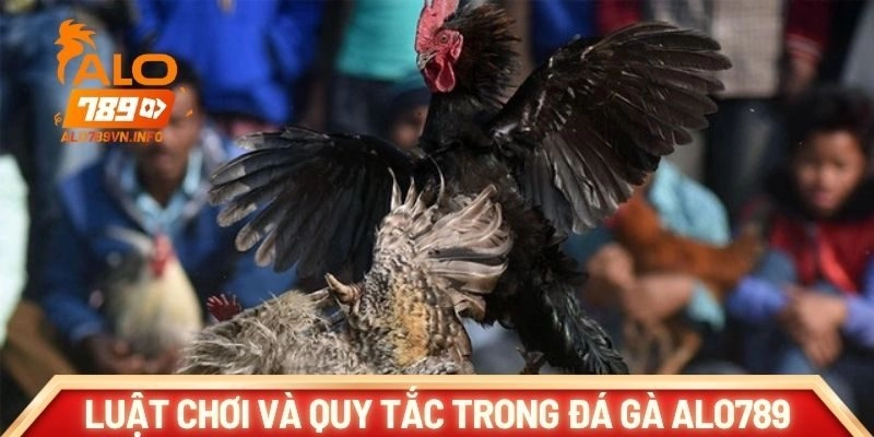 Khám phá luật chơi và quy tắc trong đá gà ALO789
