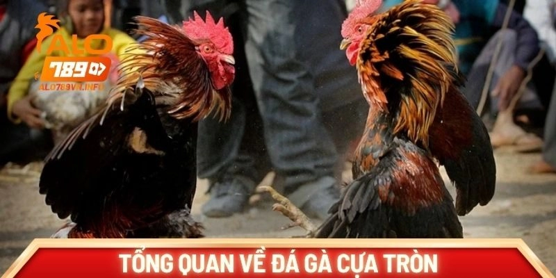 Tổng quan về đá gà cựa tròn